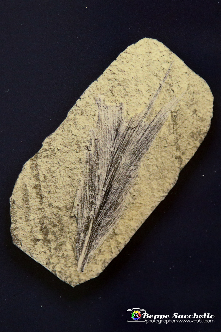 VBS_9078 - Museo Paleontologico - Asti.jpg